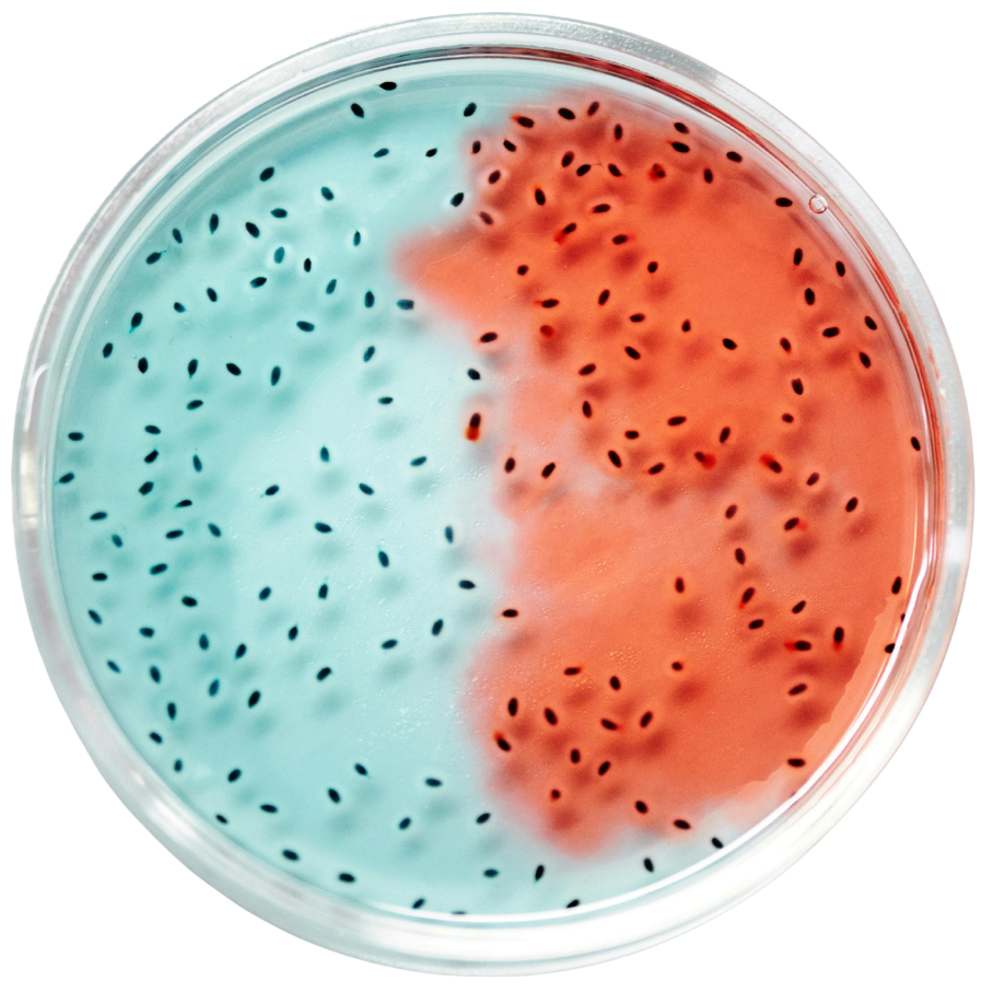 Cultivo microbiológico
